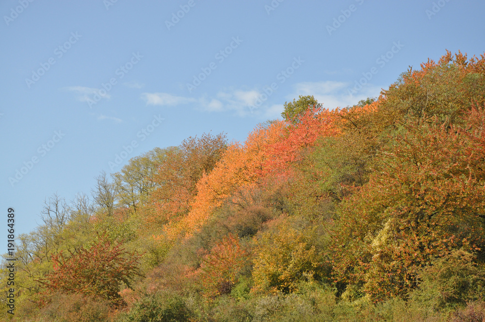 Herbstwald