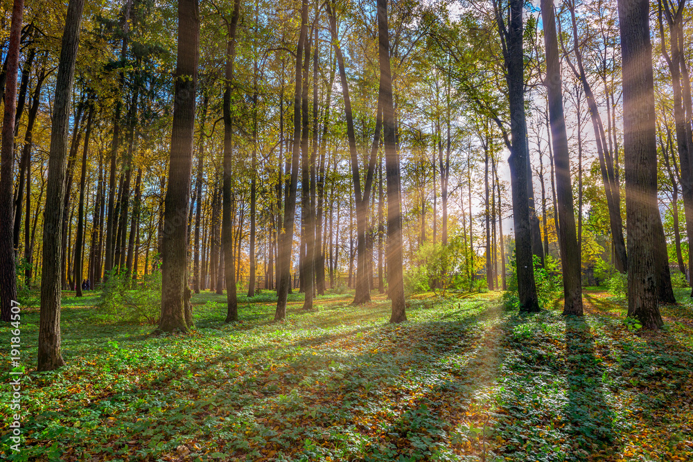 Obraz premium Autumn forest