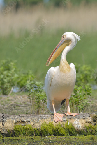 White Pelican on a Log