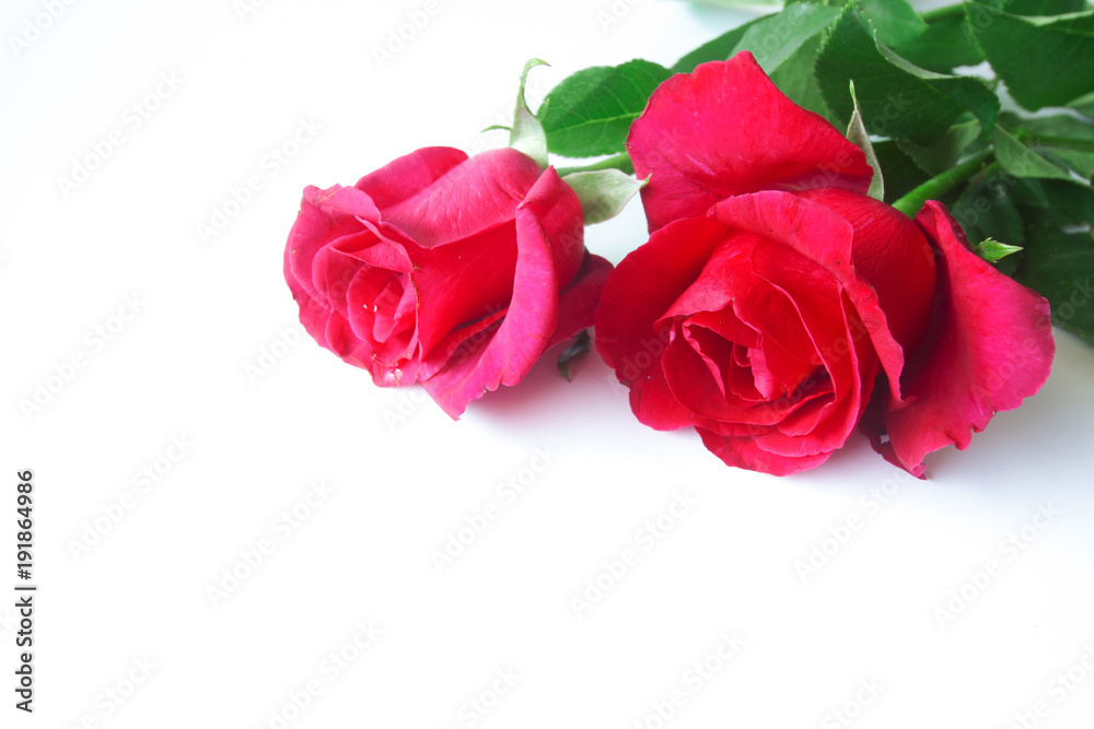 Red rose isolated on white background. Red rose isolated on white background.