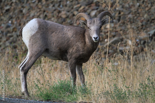 wild curious bighorn sheep in canada