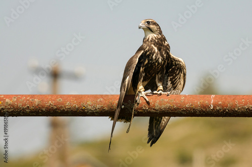 Birds of prey - Saker Falcon (Falco cherrug) stands on the tube with spread wings photo