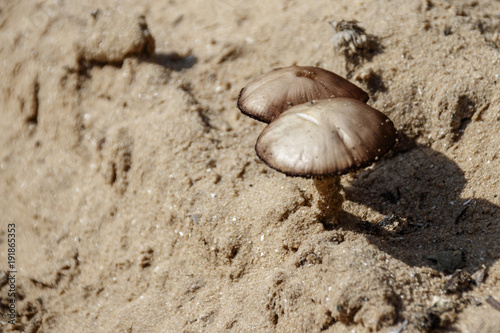 Two poisonous mushrooms growing from sand close up background wallpaper