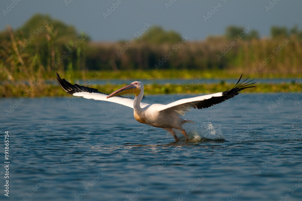 Obraz premium White Pelican in Danube Delta