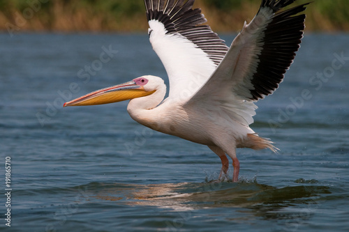 Obraz na płótnie White Pelican in Danube Delta w salonie