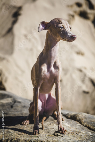 Little italian greyhound dog in the beach