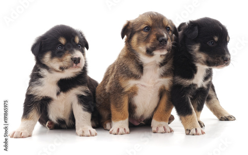 Three beautiful puppies. © voren1