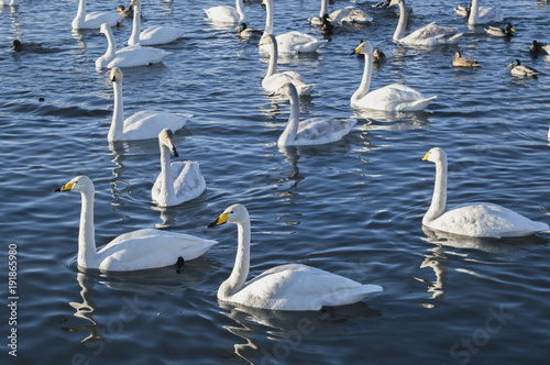 Swans and ducks swim on the lake in winter. Swan Lake