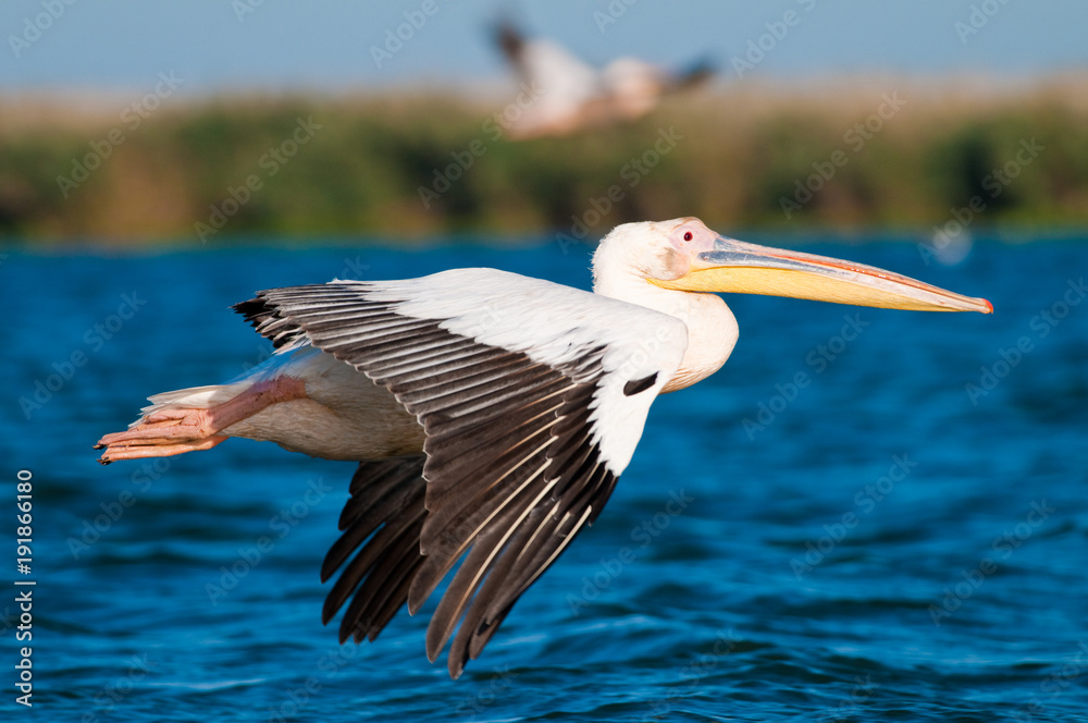 Fototapeta premium White Pelican in Danube Delta