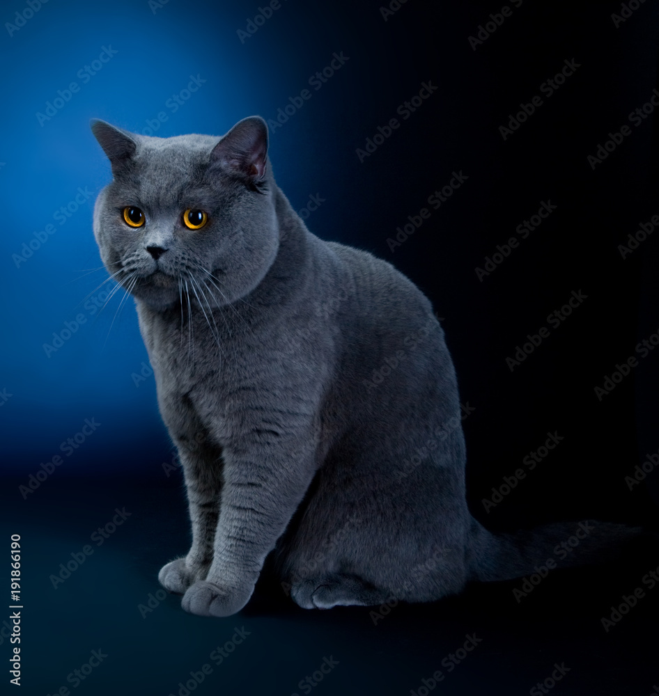 cat breed gree little wool eyes big gait graceful predatory look pet different pose white background isolated