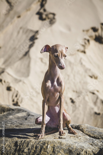 Little italian greyhound dog in the beach