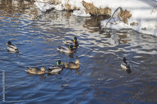 Swans and ducks swim on the lake in winter. Swan Lake