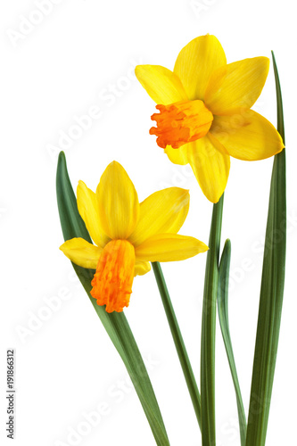 Fototapeta Naklejka Na Ścianę i Meble -  Bright spring bouquet.
