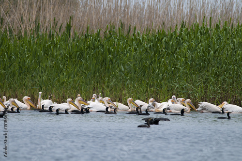 White Pelicans on water