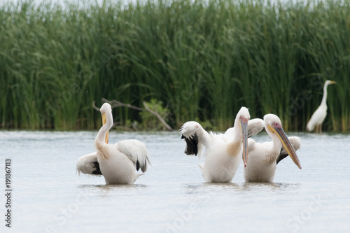 White Pelicans in Danube Delta