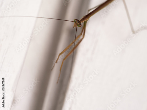 Long Body and Green Eyes Grasshopper
