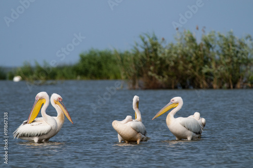 White Pelican in Danube Delta © Iliuta