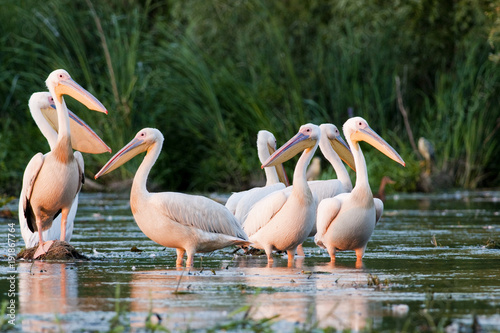 White Pelican in Danube Delta