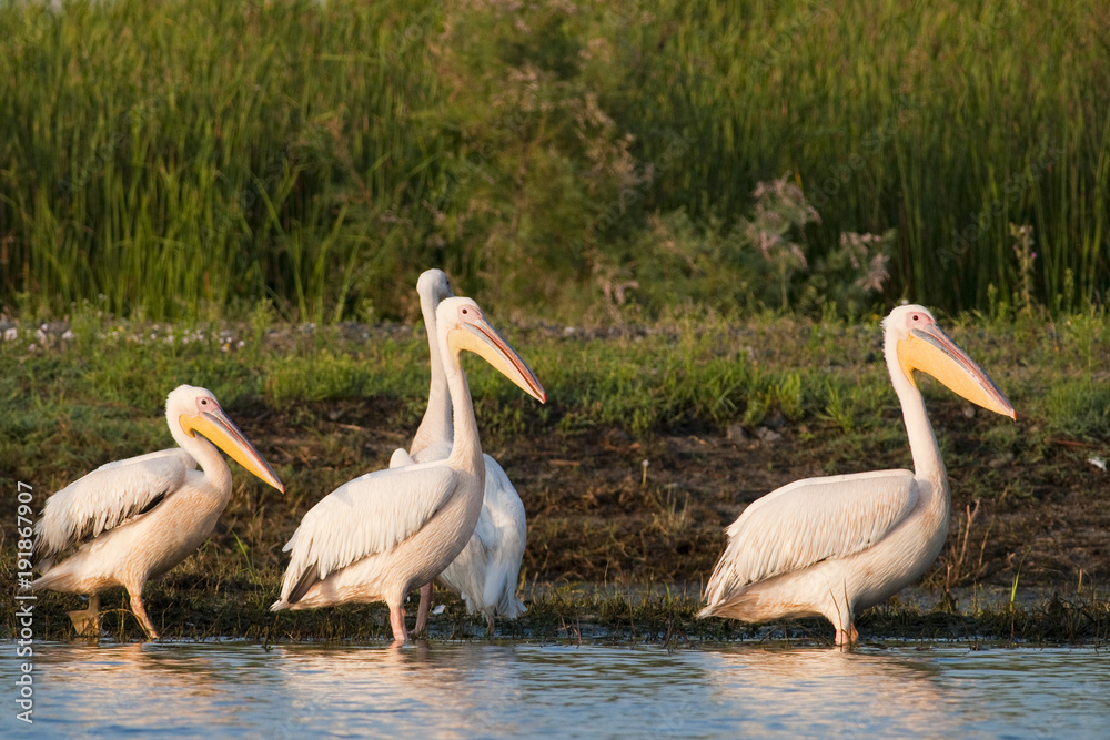 White Pelican in Danube Delta White Pelican in Danube Delta