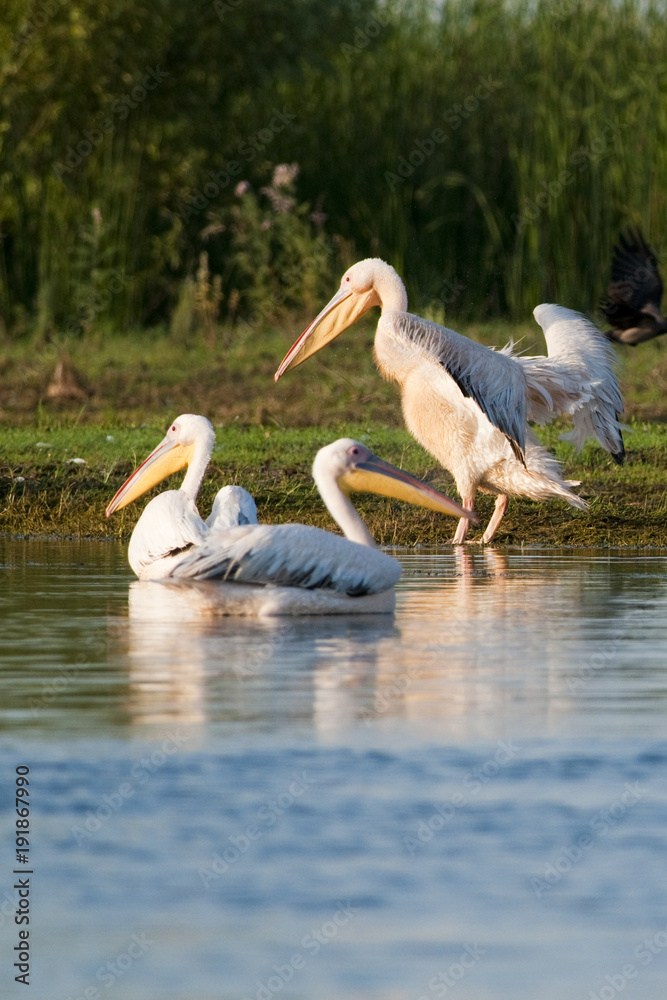 Fototapeta premium White Pelican in Danube Delta