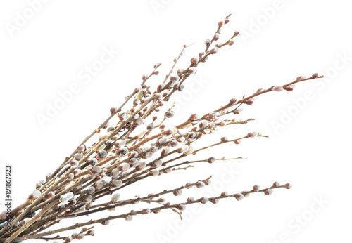 Spring willow branches.