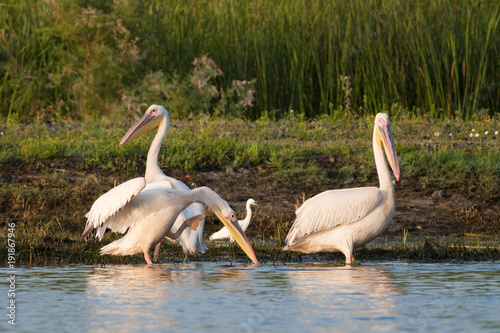 White Pelican Scratching
