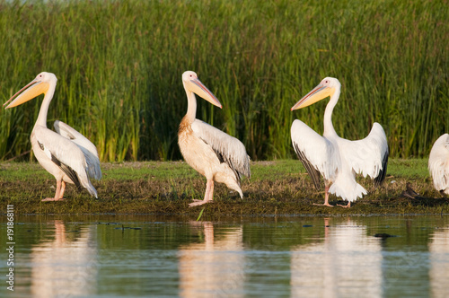 White Pelicans on shore © Iliuta