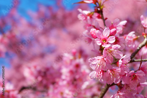 Beautiful cherry blossom, pink sakura flowers with blue sky in spring. Soft focus.