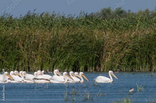 White Pelicans Colony © Iliuta