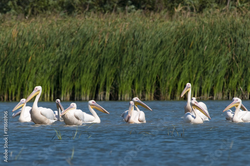 White Pelicans Flock © Iliuta