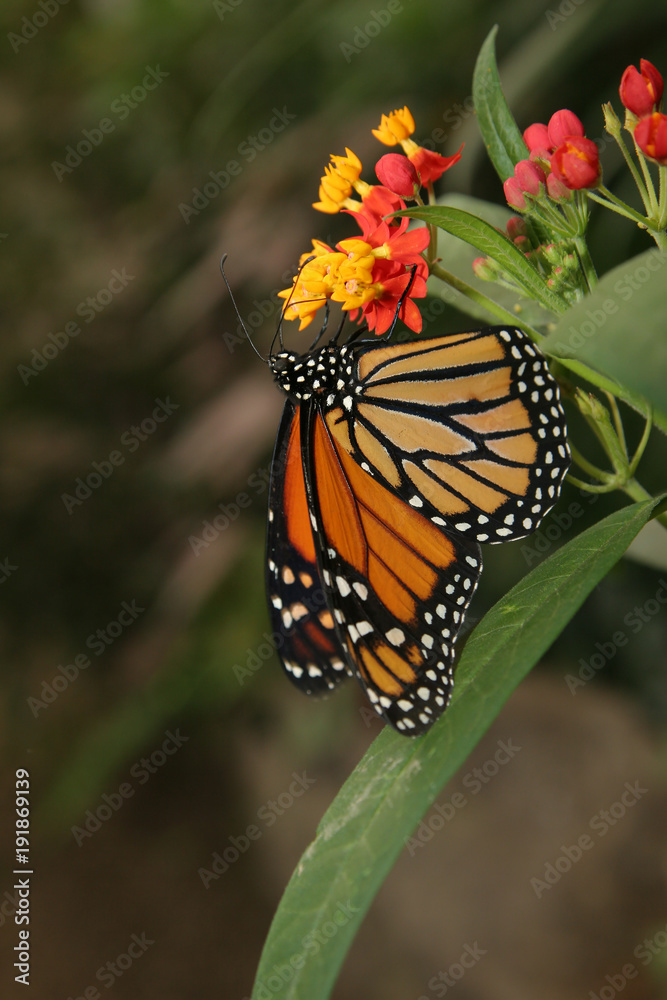 butterfly insects different coloring shape wings green plants farm aviary flowers leaves butterfly insects different coloring shape wings green plants farm aviary flowers leaves