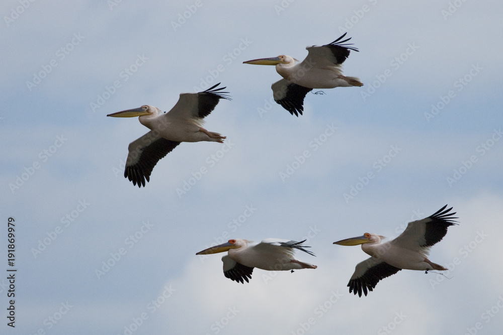 Obraz premium White Pelican in Danube Delta