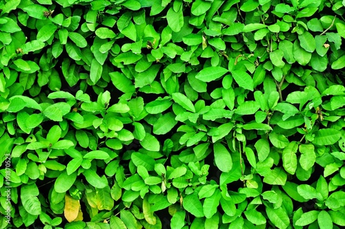 Green leaves grasses