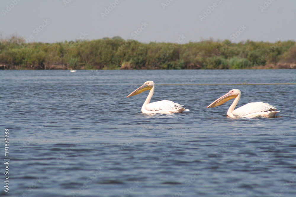 White Pelican in Danube Delta White Pelican in Danube Delta