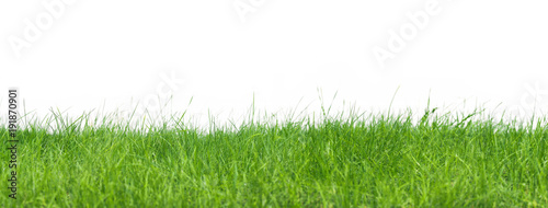 Green grass panorama isolated on white background. Fresh spring lawn