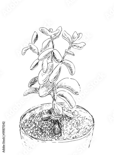Hand drawn sketch of Succulent. House plant Crassula ovata, jade plant. Vector illustration of Money tree in flower pot isolated on white background. Black Line drawing. Vintage engraving.