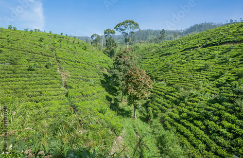 Beautiful landscape with tea bush, trees and lush on green hills. Sri Lanka environment