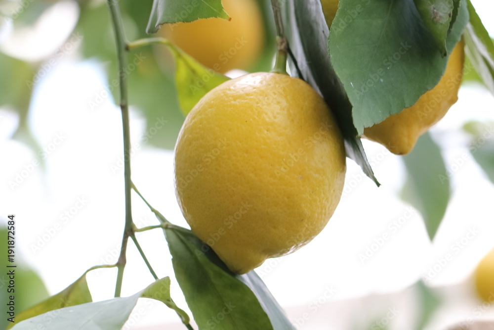 lemon tree in Japan