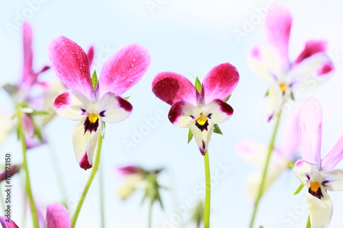 ラビットビオラ うさぎビオラ マリアの微笑み うさぎの耳 うさぎ型 ビオラ Stock 写真 Adobe Stock