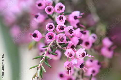 Flower in Japan