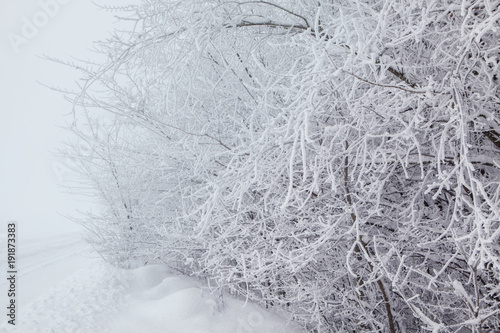 winter background with branches in frost