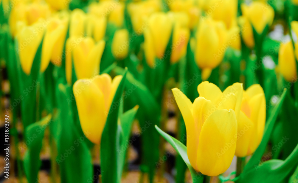 Fototapeta premium Yellow Tulips in the garden