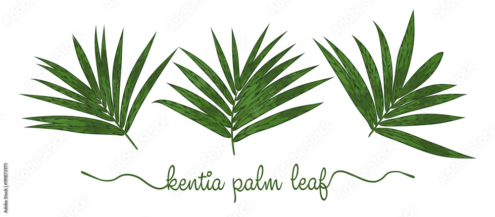 Leaves of Howea forsteriana elements set. Botany hand drawn graphic illustration. Collection of Kentia Palm foliage on a white background