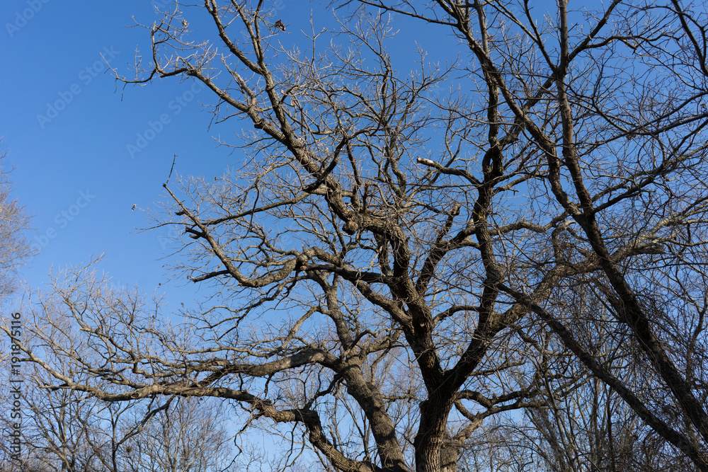 Tree branches against a clear sky on a sunny February day in Texas Tree branches against a clear sky on a sunny February day in Texas