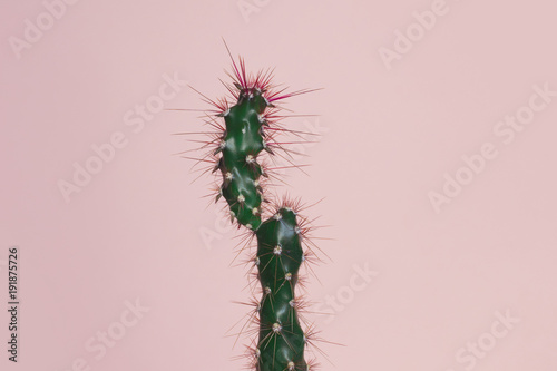 Cactus on pastel pink background