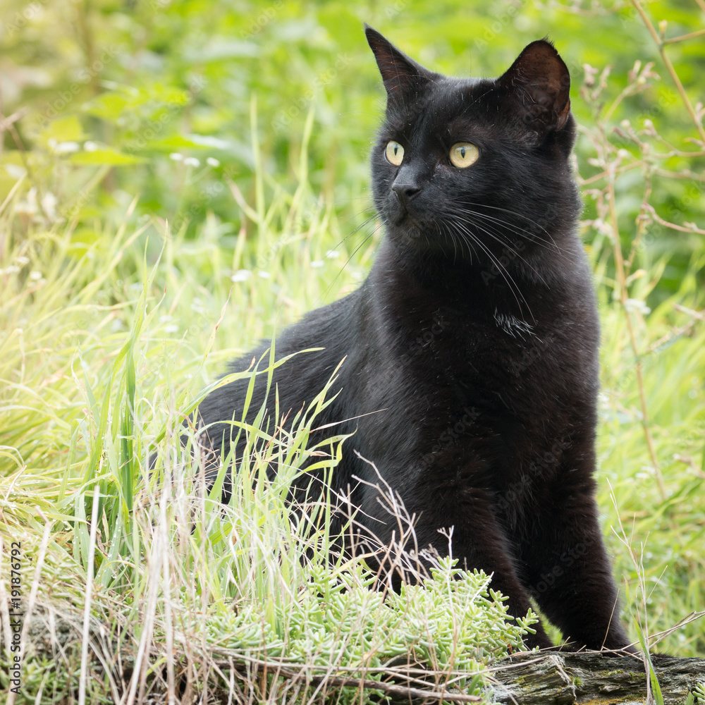 A black cat in the grass looks alert