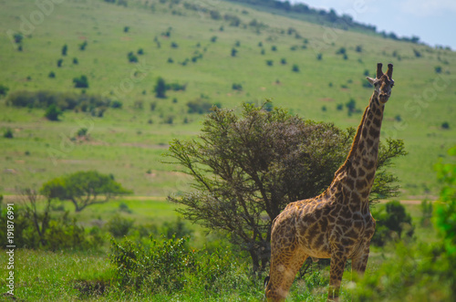 Single giraffe in african grassland savanna