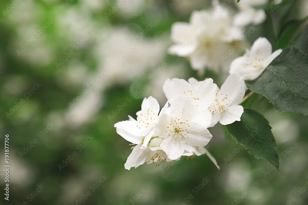 Apple tree in blossom, spring nature background