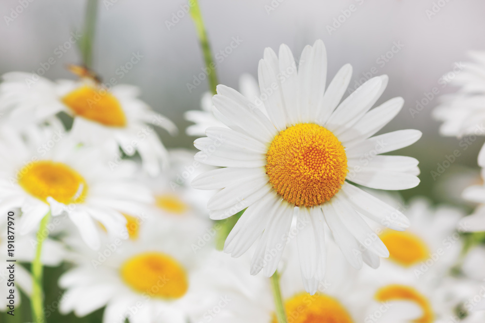 Fototapeta premium Flowering. Blooming chamomile field, Chamomile flowers.