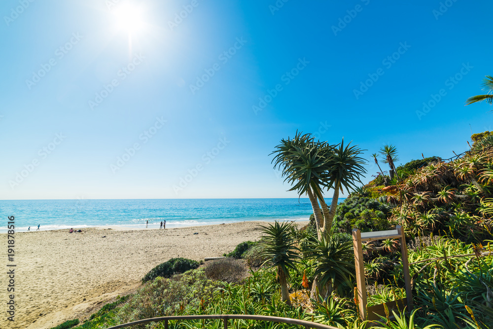Fototapeta premium Plants by the sea in Laguna Beach